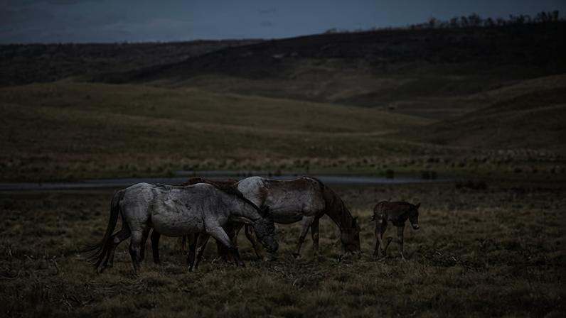 Cavalos ferais sobem em Kosciuszko após pausa na remoção aérea