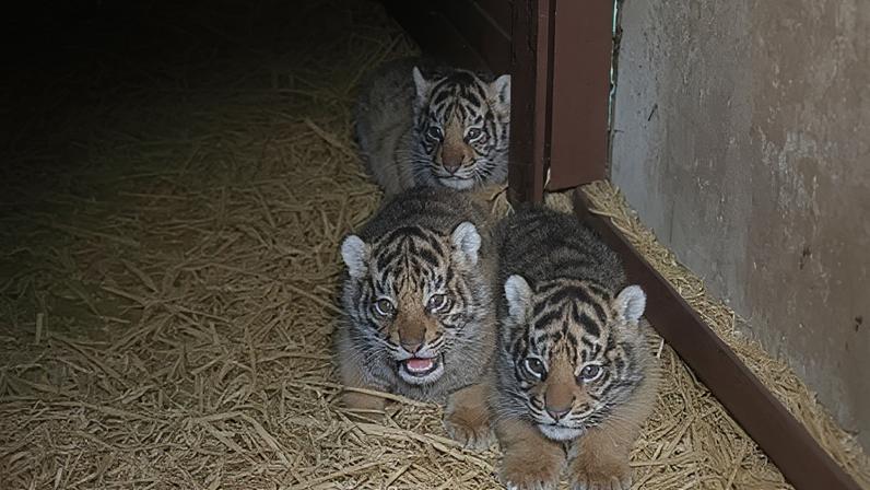 The animal park says the birth of the cubs is a "significant milestone" for conservation
