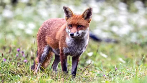 Getty Images A red fox pictured walking on green grass. The fox is looking away from the camera with its ears pointed upwards. It is in sharp focus, while the greenery around it has been blurred.