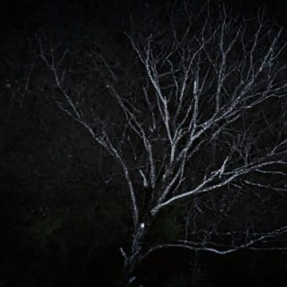 Árvores sob pressão devido às mudanças climáticas