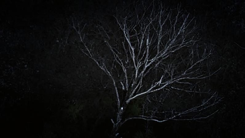 Árvores sob pressão devido às mudanças climáticas