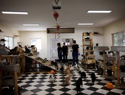 Centenas de animais resgatados de condições deploráveis em santuário californiano