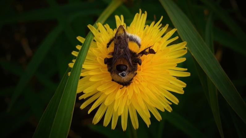 Bumblebees tracked during the experiment. Image courtesy of Kimmo Kaakinen.