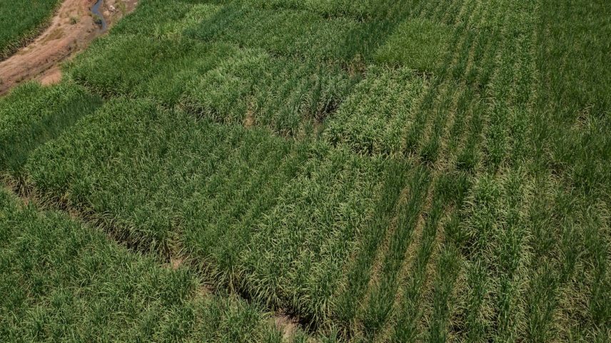 Potencial transação faz parte do esforço mais amplo da Cosan para vender ativos e reduzir alavancagem. (Foto: Victor Moriyama/Bloomberg)