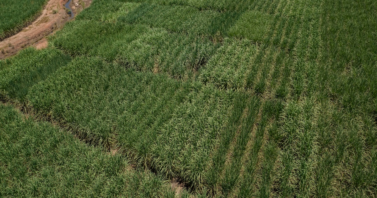 Potencial transação faz parte do esforço mais amplo da Cosan para vender ativos e reduzir alavancagem. (Foto: Victor Moriyama/Bloomberg)
