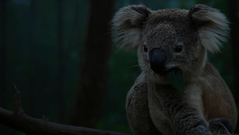Koalas at Wild Koala Breeding Program in NSW