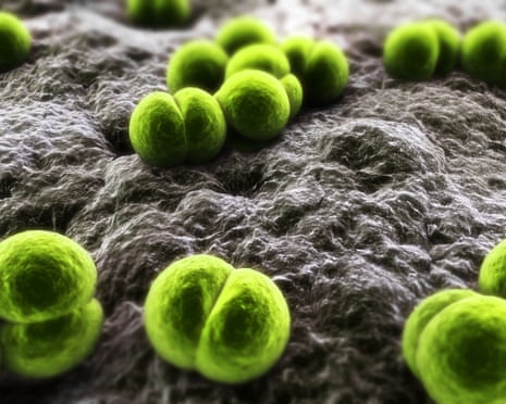 Meningococcus bacterium.