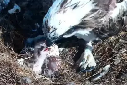 Primeiro filhote de águia-pesqueira do ano nasce