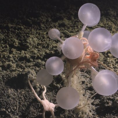 Tubarões-fantasma e esponjas carnívoras entre mil novas espécies marinhas
