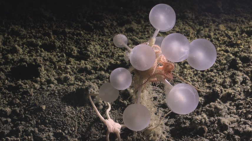 Tubarões-fantasma e esponjas carnívoras entre mil novas espécies marinhas