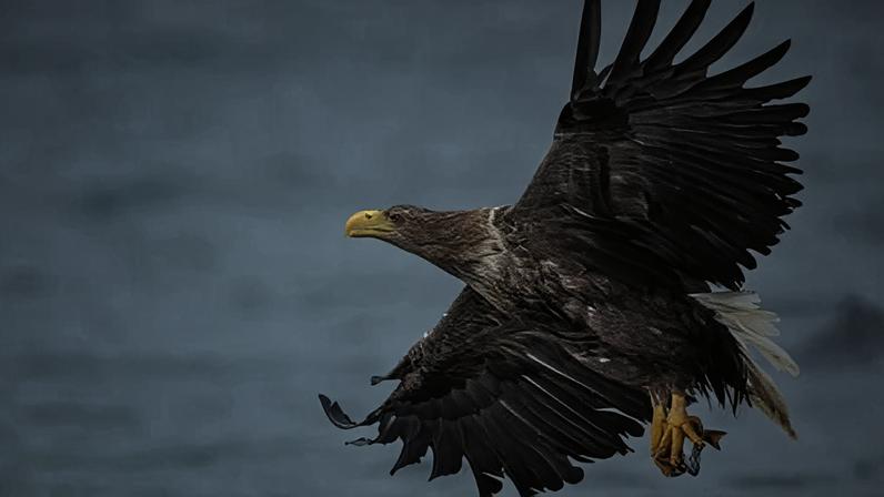 Fewer then 150 pairs of White-tailed Eagles are thought to live in the UK