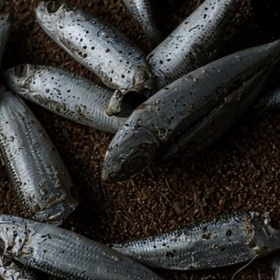 Papua-Nova Guiné alerta pesca em New Ireland após mortes misteriosas de vida marinha