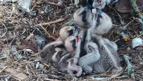 All four chicks could be seen feeding on Friday morning