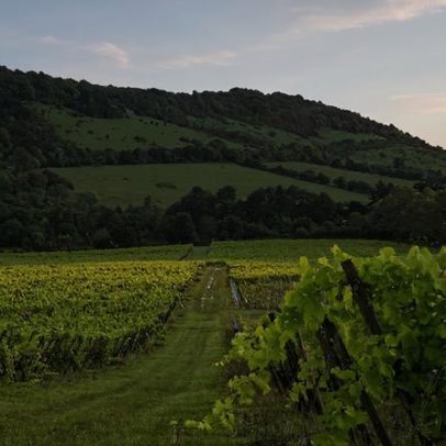Hugh Johnson discute vinho inglês: espera encontrar o Chablis da Inglaterra