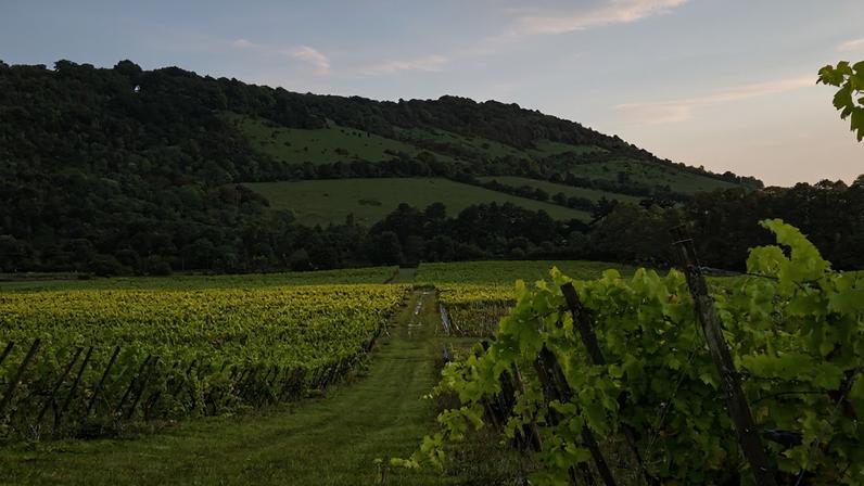 english vineyard, north downs