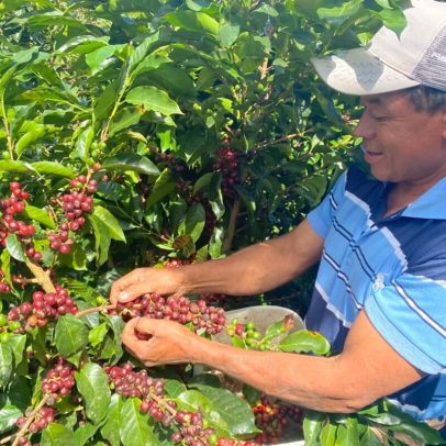 Produtores de café hondurenhos enfrentam mudanças para cumprir a EUDR