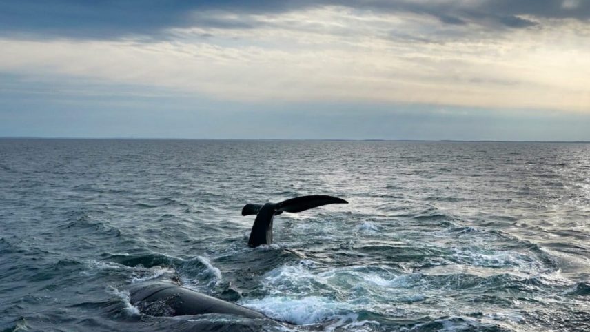 A pair of North Atlantic right whales interact at the surface of Cape Cod Bay, March 27, 2023, in Massachusetts. Image by Robert F. Bukaty, NOAA permit # 21371