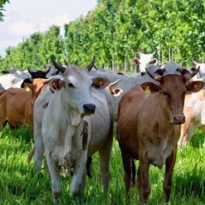 UE pode bloquear carnes brasileiras a partir de setembro se regra não for cumprida