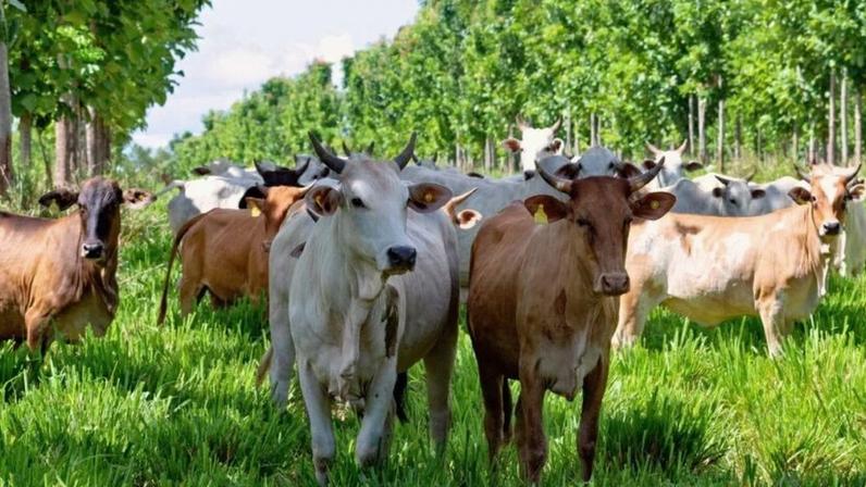UE pode bloquear carnes brasileiras a partir de setembro se regra não for cumprida