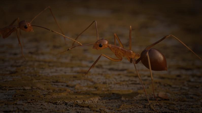 Quanto sofrimento causam as espécies invasoras? pesquisadores medem o impacto