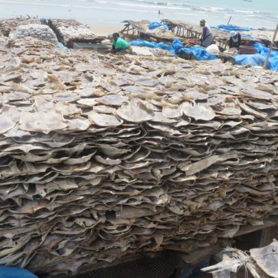 Pesca artesanal no Senegal mata grande número de tubarões e raias, aponta estudo