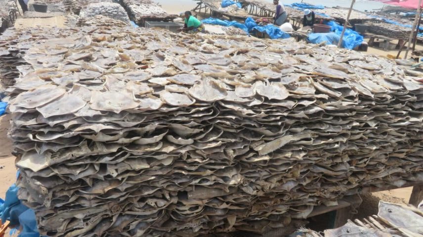 Pesca artesanal no Senegal mata grande número de tubarões e raias, aponta estudo