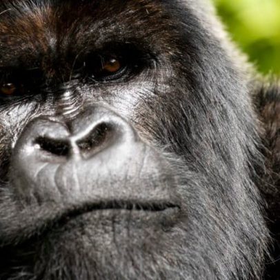 Documentário registra comportamento raro de gorilas da montanha
