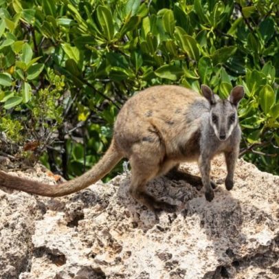 Ecologista diz que Austrália não atinge metas ambientais
