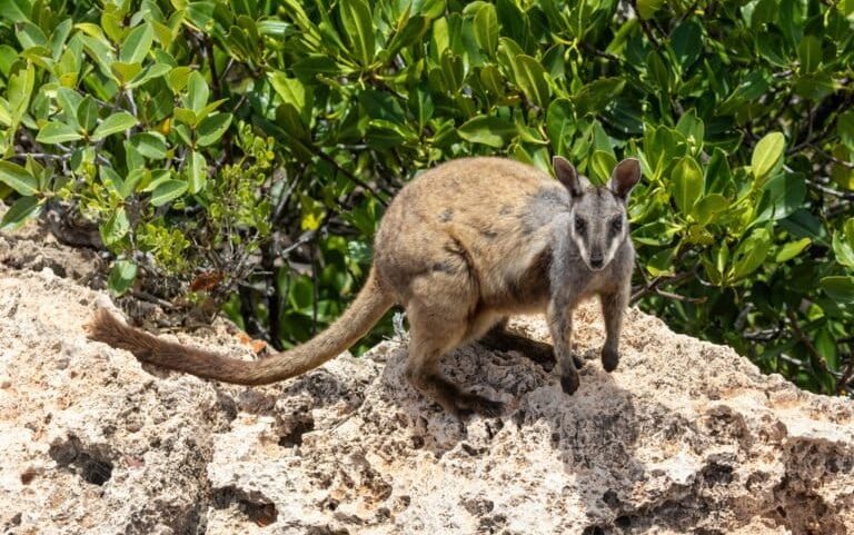 Ecologista diz que Austrália não atinge metas ambientais
