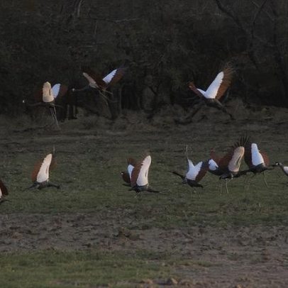 Até metade das aves da rota Africano-Eurásia estão em declínio