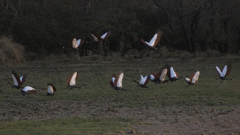 Black crowned cranes (Balearica pavonina) at Guéra, Chad. Image by Michael 2020 via iNaturalist (CC BY-NC-ND 4.0)