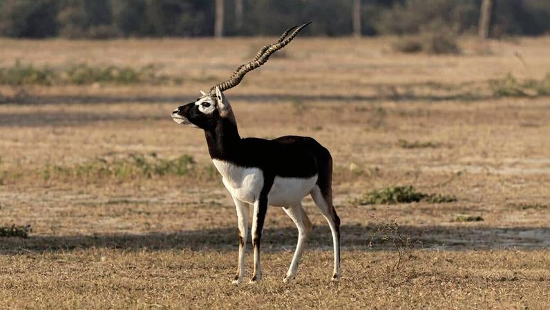 Plano do Nepal de liberar blackbucks em território de tigres gera preocupações