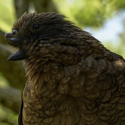 Papagaio da Nova Zelândia é o macho alfa, desmentindo mito de fraqueza