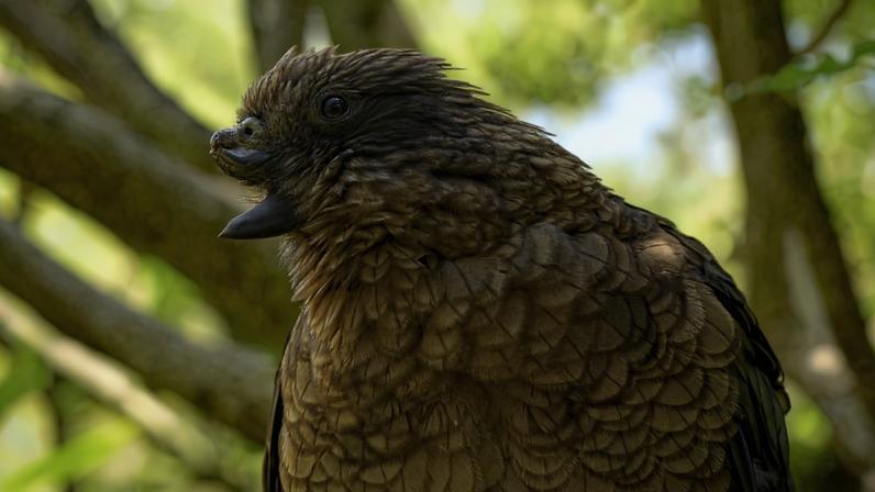 Papagaio da Nova Zelândia é o macho alfa, desmentindo mito de fraqueza