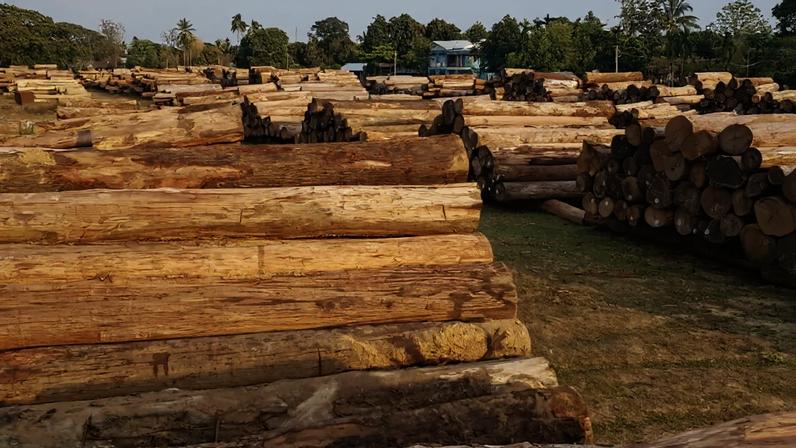 Burmese teak, a highly sought-after hardwood, is often illegally harvested and exported from Myanmar.