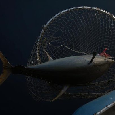 Regulador do Oceano Índico afrouxa restrições à pesca de atum-amarelo