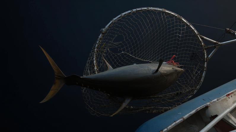 Regulador do Oceano Índico afrouxa restrições à pesca de atum-amarelo