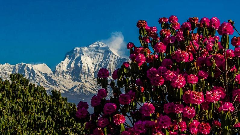Turismo de rododendro no Nepal levanta preocupações com bebidas alcoólicas