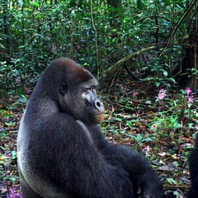 Relatório aponta ligações da elite por permissões de exploração em Ebo