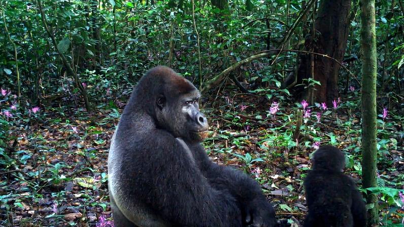 Camera trap image of an adult male and a baby gorilla in Ebo Forest.