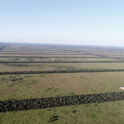 Paraguai amplia reserva no Gran Chaco; por que desmatamento segue em alta