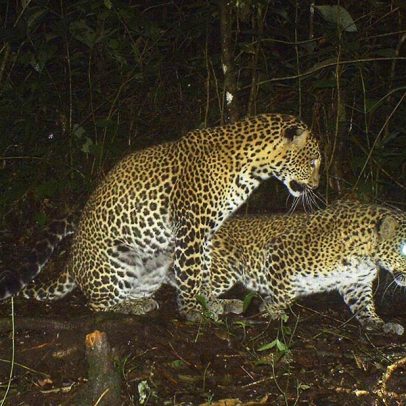Reflorestamento pode ajudar leopardos de Java a sobreviver