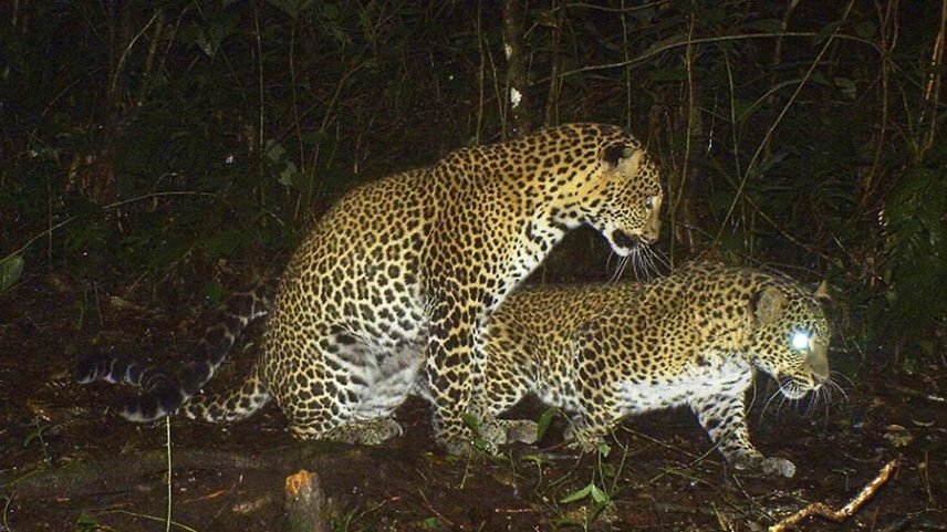 Reflorestamento pode ajudar leopardos de Java a sobreviver