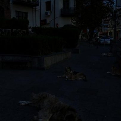 Cães da Geórgia somem; autoridades investigam