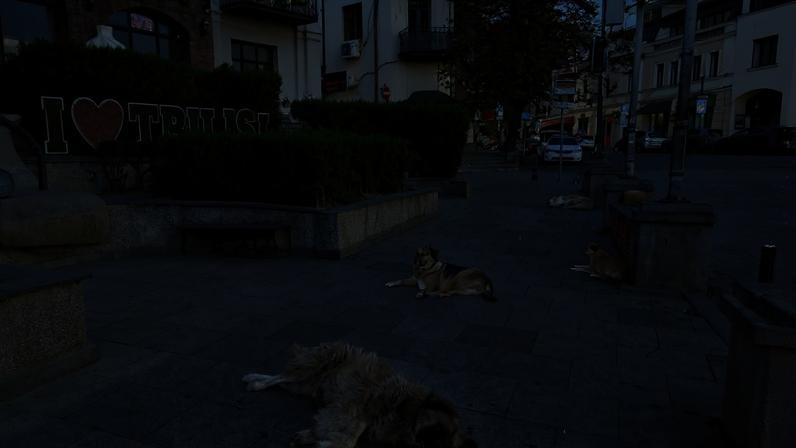 Cães da Geórgia somem; autoridades investigam