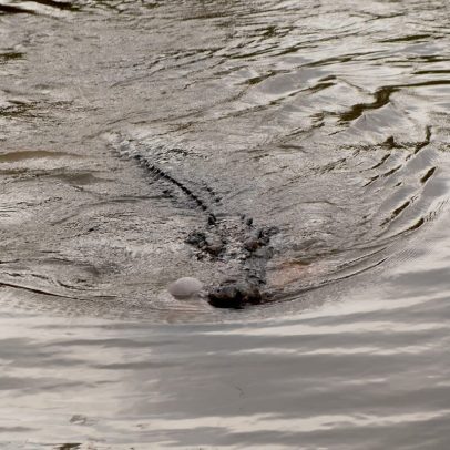 Destruição de áreas úmidas ligada a ataques de crocodilos em Bangka