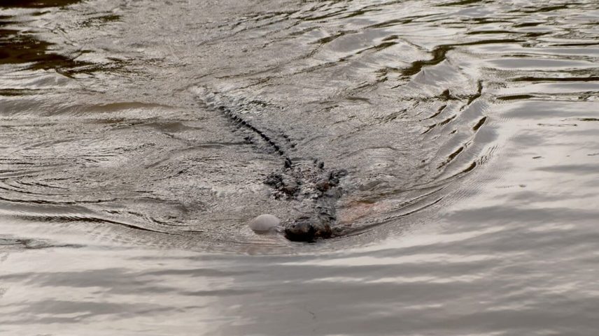 Destruição de áreas úmidas ligada a ataques de crocodilos em Bangka