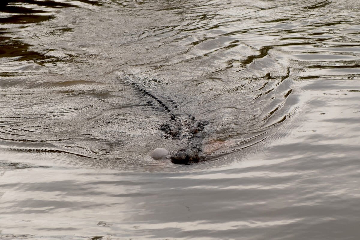 A saltwater crocodile in the Menduk River, Bangka Island.