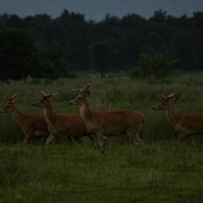 Subespécie rara de cervo do pântano prospera em novo lar na Índia