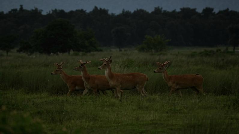 Subespécie rara de cervo do pântano prospera em novo lar na Índia